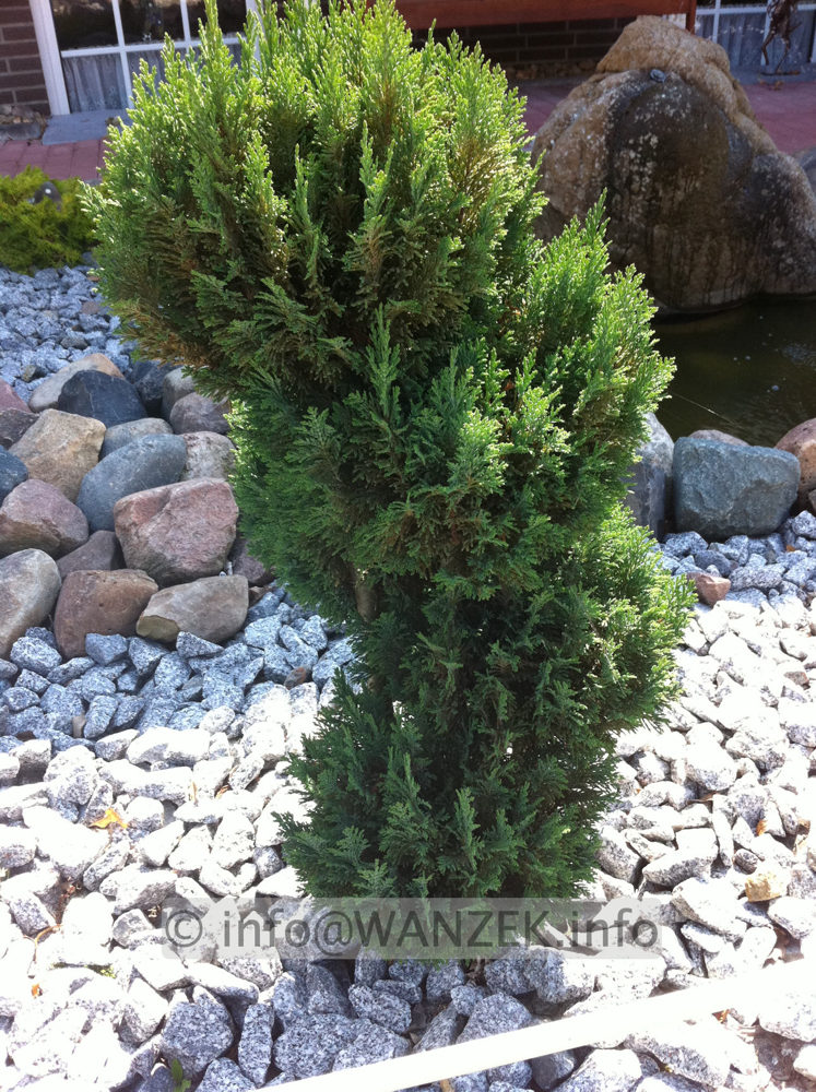 Bonsai-waechst ja noch - zu klein2.JPG